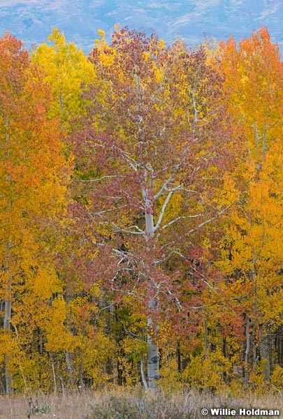 Rainbow Color Aspens 100121 7398