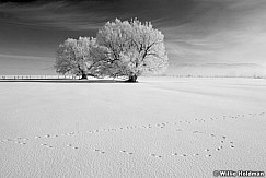 frostytreesf022009 2067