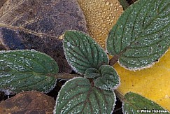 Frozenleaves101008 743