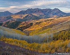 Yellow Aspen Hillside Timp 100920 5598