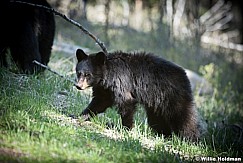 Black Bear Cub 050817 3944