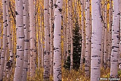 Golden Aspens Pine 100714 2