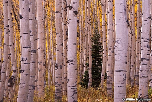 Golden Aspens Pine 100714 2