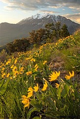 Timpanogos Spring Flowers 051816 5472 2
