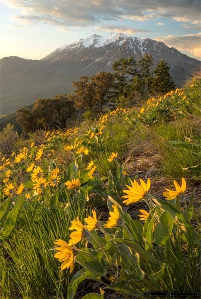 Timpanogos Spring Flowers 051816 5472 2