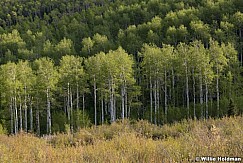 Spring Green Aspens Layers 052918 7709