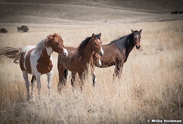 Wild Horses Paint t 040320 0949 2