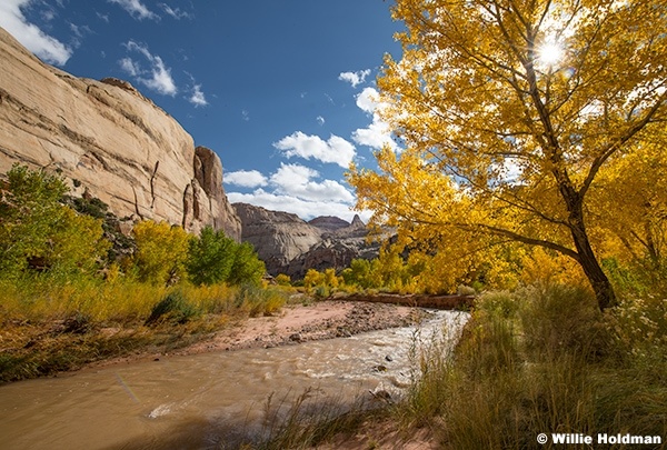 Cottonwood Tree Freemont River 103024 6232