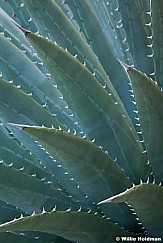 Agave Plant Grand Canyon 091412 511