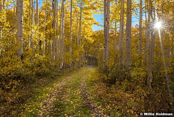 Aspen Lined Road 100923 0111 2