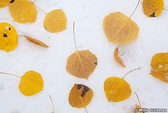 Aspen Leaves Snow 100611 391