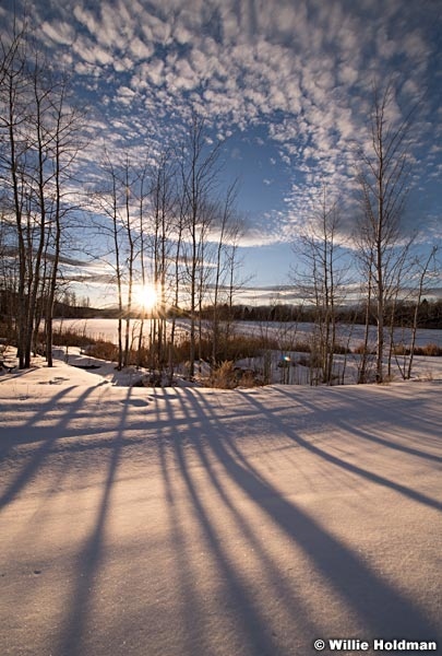 Long Aspen Winter Shadows 021718 2451