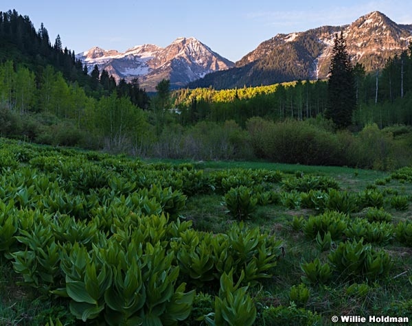 Timpanogos Spring Greens 053114