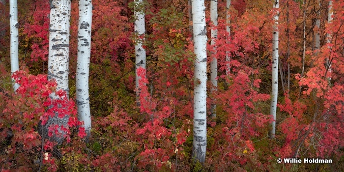 Maple Aspens 092012