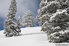 Frosty Pines 122615 8517 5