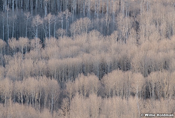 Boulder Mountain Aspens 120321 7964 3