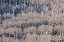 Boulder Mountain Aspens 120321 7964 3