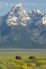 Buffalotetons070508 23506