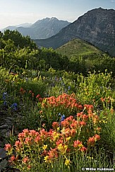 Cascade Timpanogos Wildflowers 070217 8991 2 21