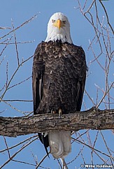 Bald Eagle 121920 5608 4