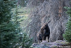 Uinta Moose Calf Mom 082021 0958
