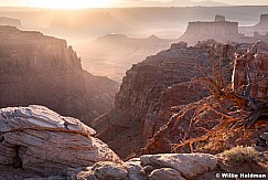 Canyonlands Overlook Tree 052618 6548