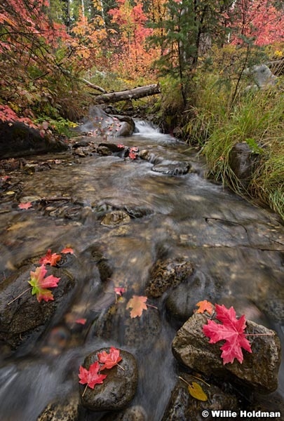 Maple Leaves Autumn Stream 091920 9263 3