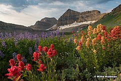 Timpanogos-Basin-Wildflowers-Yum-072724-1468-2