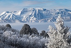 Frosty Trees Timp  120722 9049