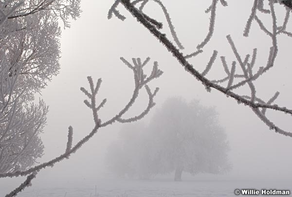winterbliss013009 536