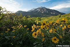 Balsm Root Sunflowers Timp 052423 9308