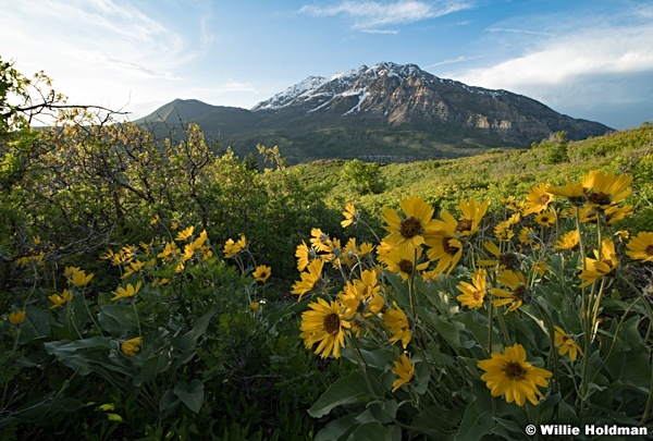 Balsm Root Sunflowers Timp 052423 9308