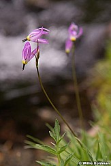 Shooting stars wildflowers 062514 7704 7704