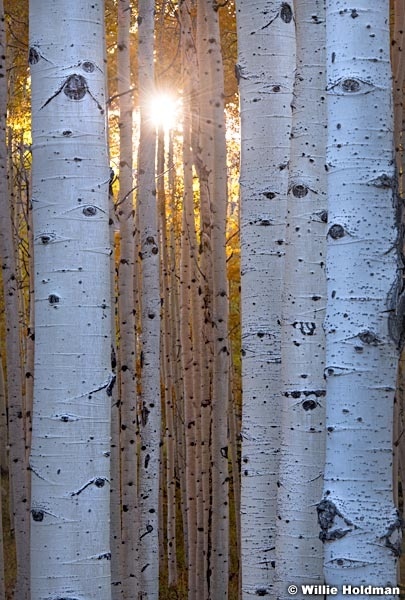 Sunburst Aspen Tree Trunk 101119 8342 4