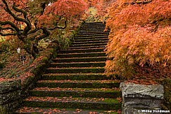 Japanese Maple Stairs 7579