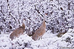 Dancing Cranes 042615 7814