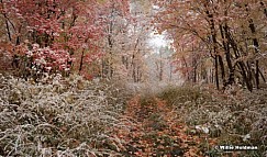 Maple Dusting Path 100109