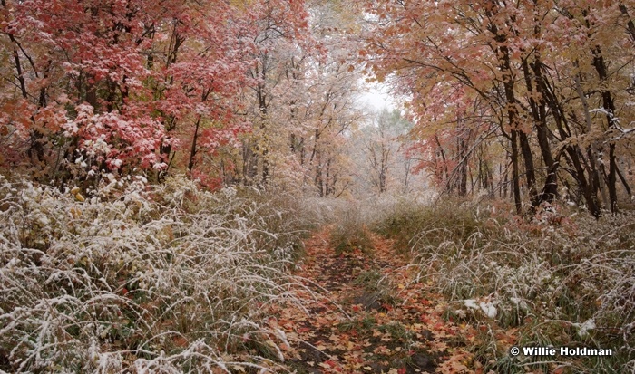 Maple Dusting Path 100109