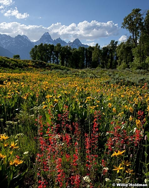 Redyellowtetonflowers071411 3463