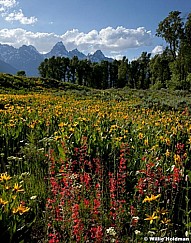 Redyellowtetonflowers071411 3463