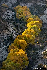 Cottonwood S Curve 101817 4074
