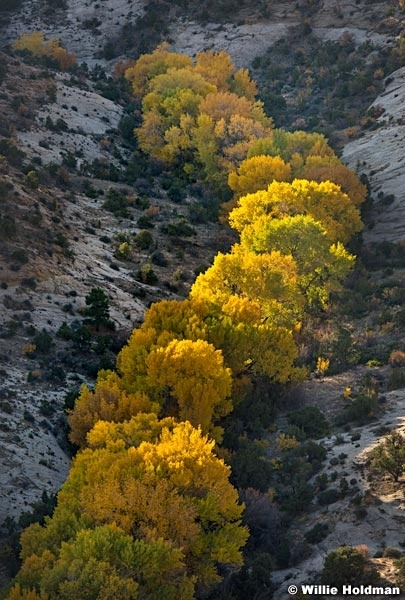 Cottonwood S Curve 101817 4074