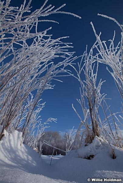 Frost Laden Willows 123112 2458