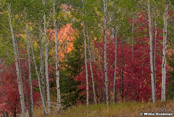 Autumn Maples 092220 0196 2