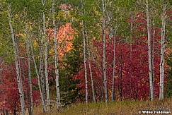 Autumn Maples 092220 0196 2