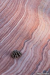 Sandstone Pinecone 113020 4936 2