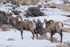 Desert Bighorn Sheep 012821 0342 2