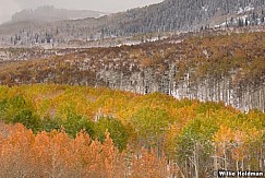 Winterstartaspens100509