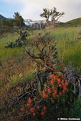 timpspringfront061108 1428