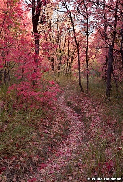Autumn Trail Maples 092212